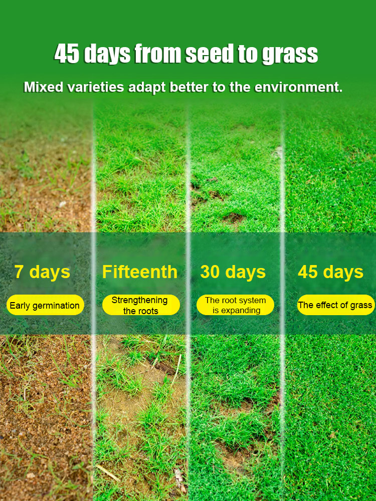 7-Day Germination Grass Seed – Limited Sale of Newest Improved Variety  