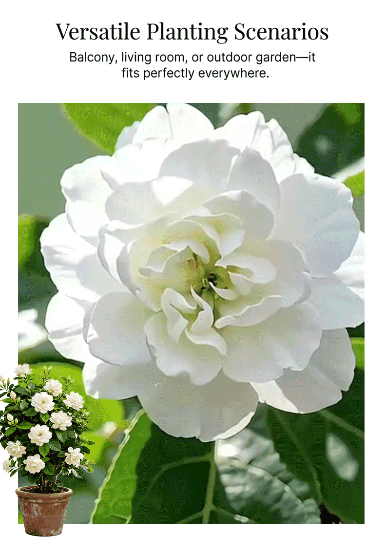 Stop wasting money on expensive home fragrances; what you need is this multiflora jasmine, hailed as "God's perfume."