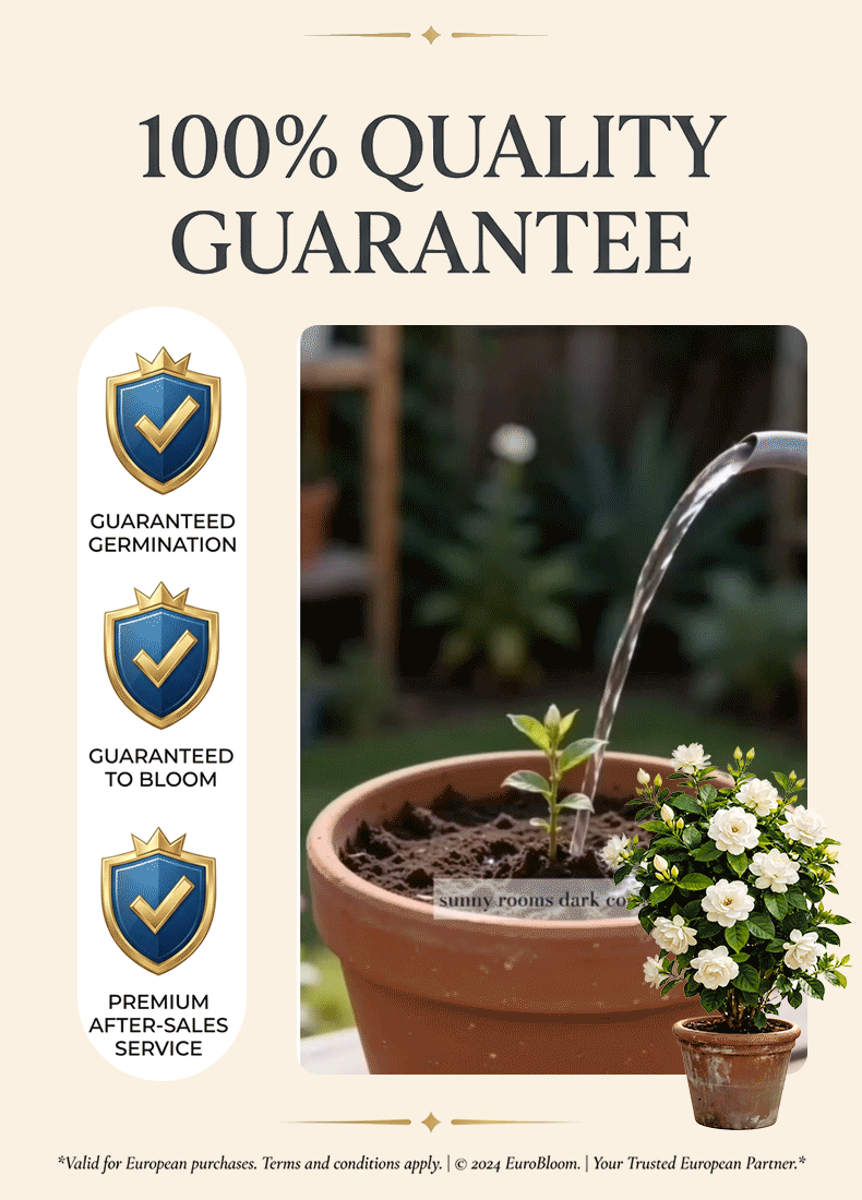 Stop wasting money on expensive home fragrances; what you need is this multiflora jasmine, hailed as "God's perfume."