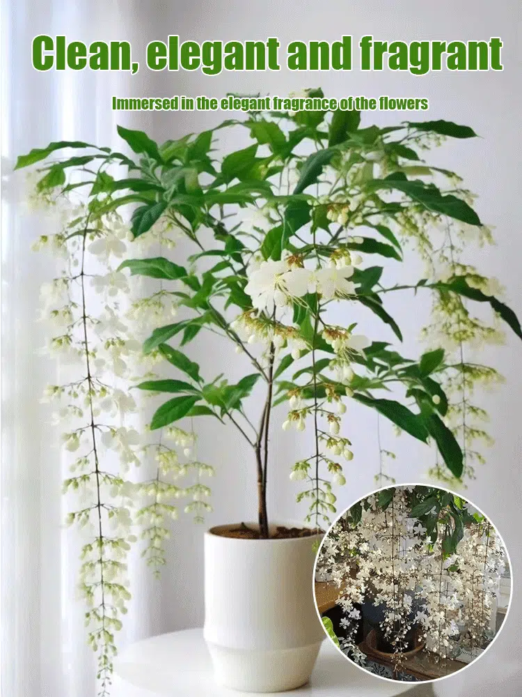 Stop wasting money on expensive home fragrances; what you need is this multiflora jasmine, hailed as "God's perfume."
