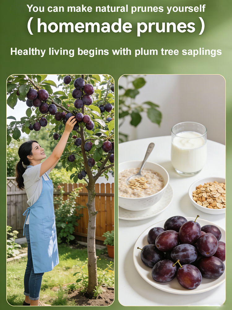 Harvest Sweet Prunes in Your Own Backyard This Year! 🏠🍎Grafted Blue Honey Prunes: Cold-Hardy & Fruiting This Year! ❄️🌳Get 5 High-Yield Prune Trees for Just $82! 💰🚀