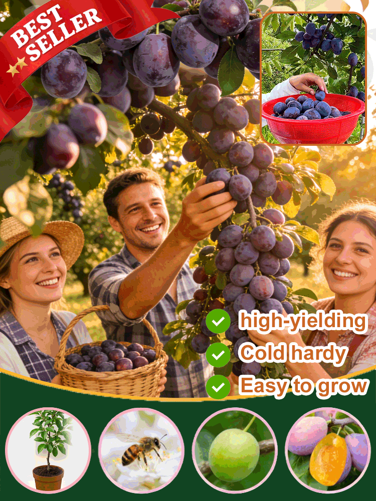 Harvest Sweet Prunes in Your Own Backyard This Year! 🏠🍎Grafted Blue Honey Prunes: Cold-Hardy & Fruiting This Year! ❄️🌳Get 5 High-Yield Prune Trees for Just $82! 💰🚀