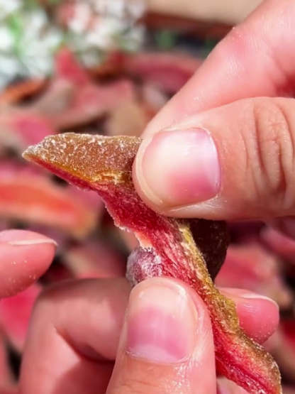 Florida Ruby Guava Dried Fruit – Rare Harvest Anti-Aging Snack (3X Selenium & 8g Fiber) – FINAL WAREHOUSE CLEARANCE
