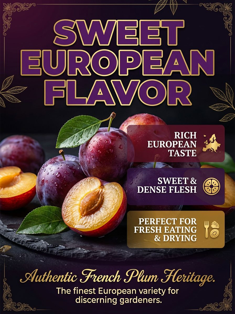 Harvest Sweet Prunes in Your Own Backyard This Year! 🏠🍎Grafted Blue Honey Prunes: Cold-Hardy & Fruiting This Year! ❄️🌳Get 5 High-Yield Prune Trees for Just $82! 💰🚀