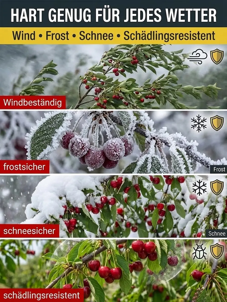 【100% Anwachsgarantie】 4J XXL Regina Süßkirschbaum | Kräftige 2-jährige Setzlinge | Ernte bereits im ersten Jahr | Ideal für Balkon und Garten | Winterhart bis -20°C 🍒