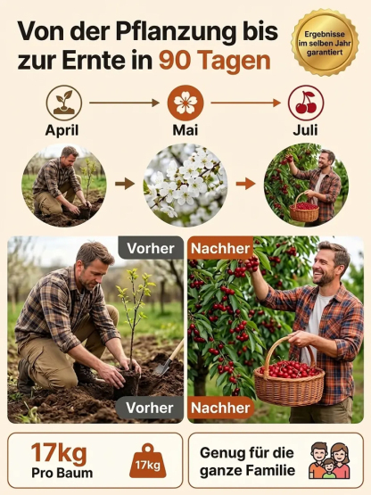 【100% Anwachsgarantie】 4J XXL Regina Süßkirschbaum | Kräftige 2-jährige Setzlinge | Ernte bereits im ersten Jahr | Ideal für Balkon und Garten | Winterhart bis -20°C 🍒