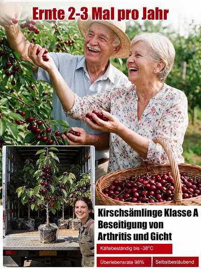 【100% Anwachsgarantie】 4J XXL Regina Süßkirschbaum | Kräftige 2-jährige Setzlinge | Ernte bereits im ersten Jahr | Ideal für Balkon und Garten | Winterhart bis -20°C 🍒