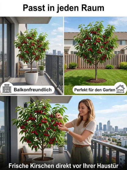 【100% Anwachsgarantie】 4J XXL Regina Süßkirschbaum | Kräftige 2-jährige Setzlinge | Ernte bereits im ersten Jahr | Ideal für Balkon und Garten | Winterhart bis -20°C 🍒