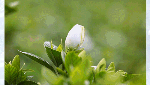 kt_24.gif