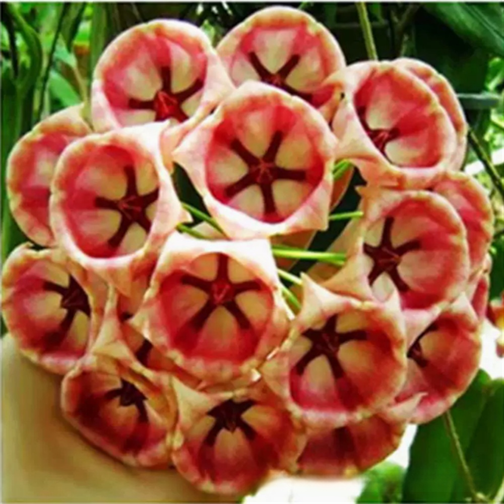 ✨Hoya-Zwiebeln-GANZJÄHRIG BLÜHEND EINMAL PFLANZEN, FÜR IMMER GENIESSEN