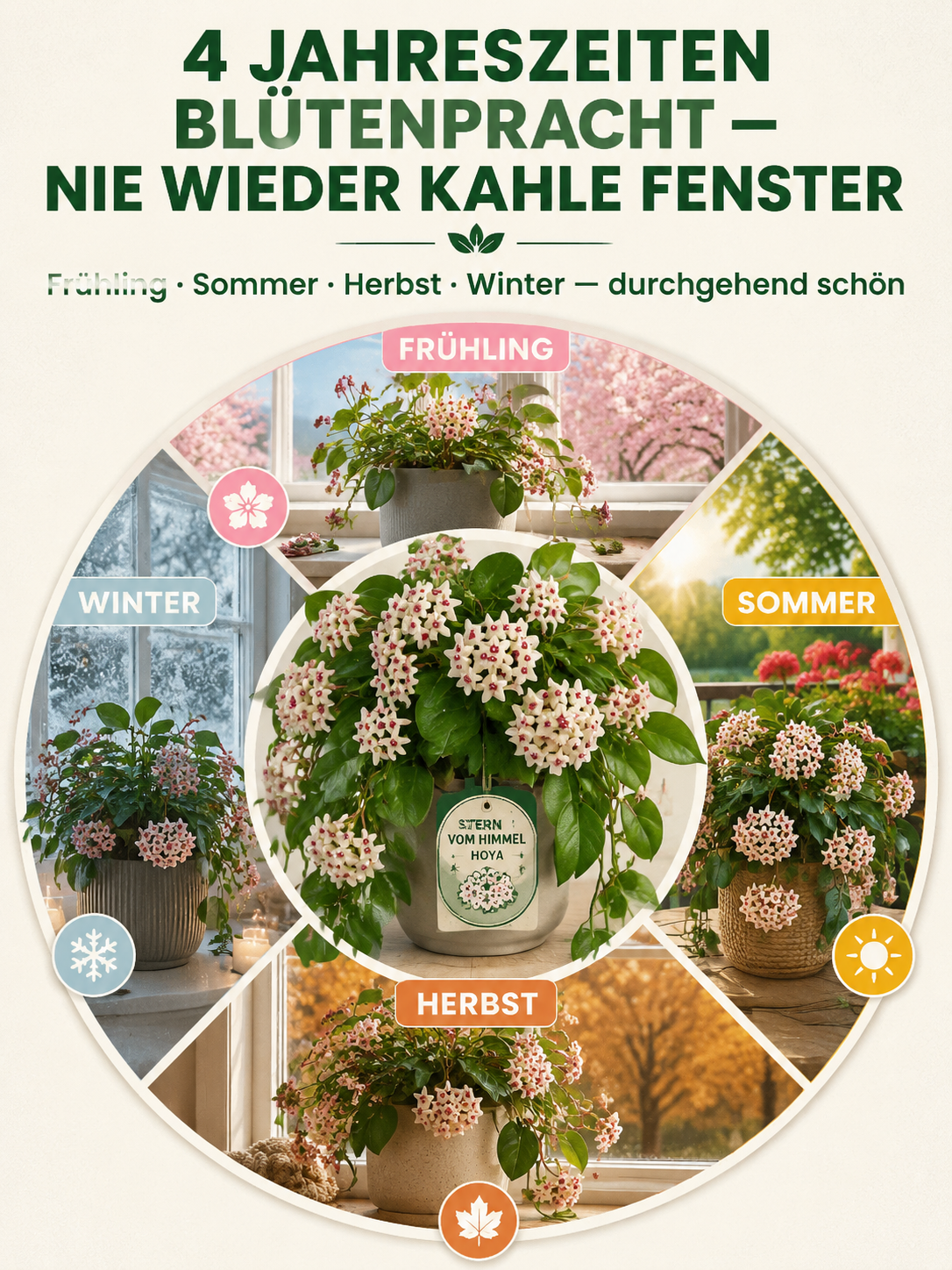 ✨Hoya-Zwiebeln-GANZJÄHRIG BLÜHEND EINMAL PFLANZEN, FÜR IMMER GENIESSEN