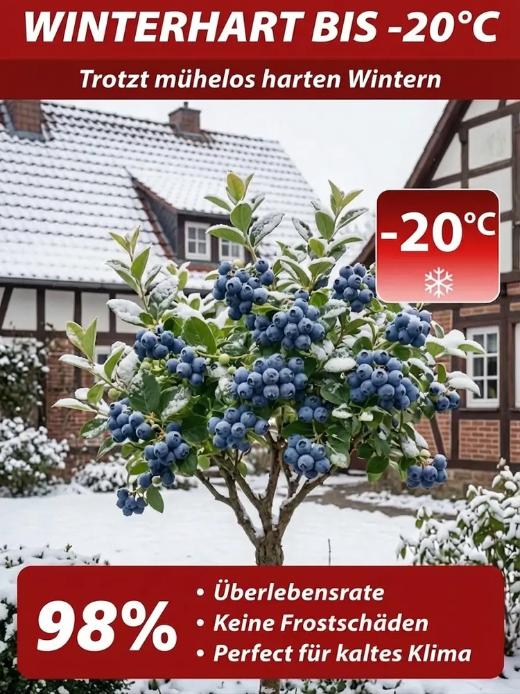 XXL Riesen-Heidelbeere  – 100% Bio, Winterhart & Sofort fruchttragend! Bis zu10kg Ernte schon im Juni!