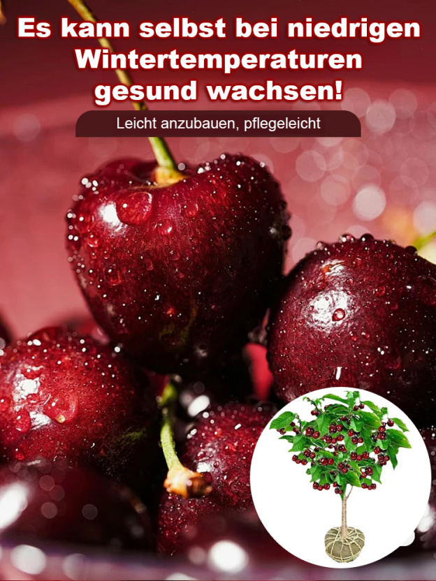  Seltene Kirschbaumsorten, die im selben Jahr Früchte tragen