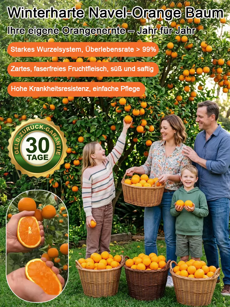 Winterharte Navel-Orange Baum (Starkes Wurzelsystem, Überlebensrate > 99%)