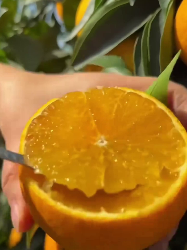 Winterharte Navel-Orange Baum (Starkes Wurzelsystem, Überlebensrate > 99%)