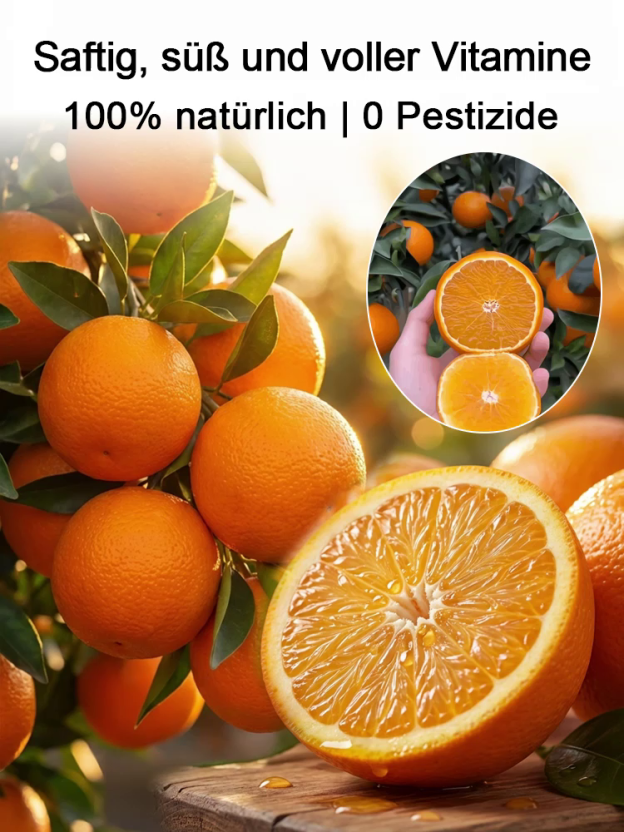 Winterharte Navel-Orange Baum (Starkes Wurzelsystem, Überlebensrate > 99%)