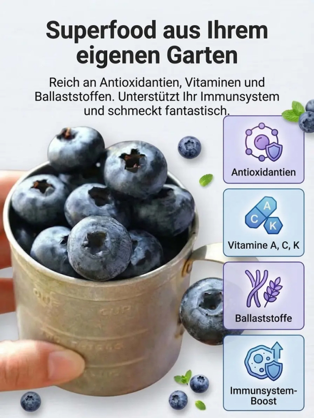 XXL Riesen-Heidelbeere  – 100% Bio, Winterhart & Sofort fruchttragend! Bis zu10kg Ernte schon im Juni!