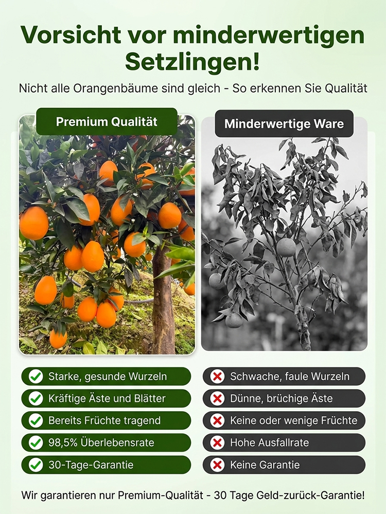 Winterharte Navel-Orange Baum (Starkes Wurzelsystem, Überlebensrate > 99%)