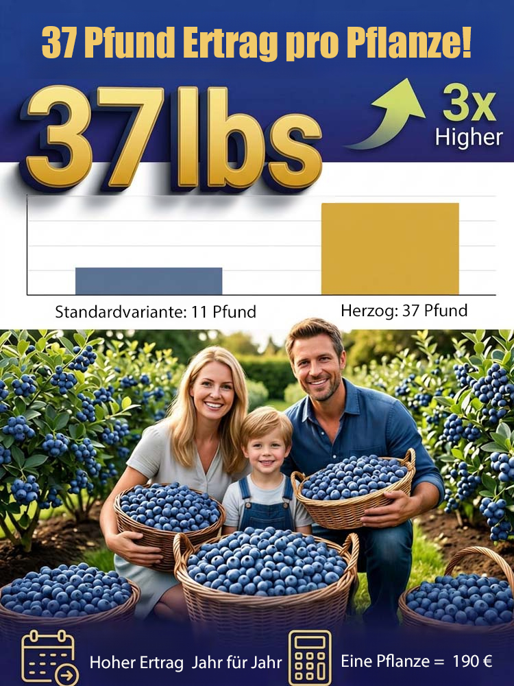 XXL Riesen-Heidelbeere  – 100% Bio, Winterhart & Sofort fruchttragend! Bis zu10kg Ernte schon im Juni!