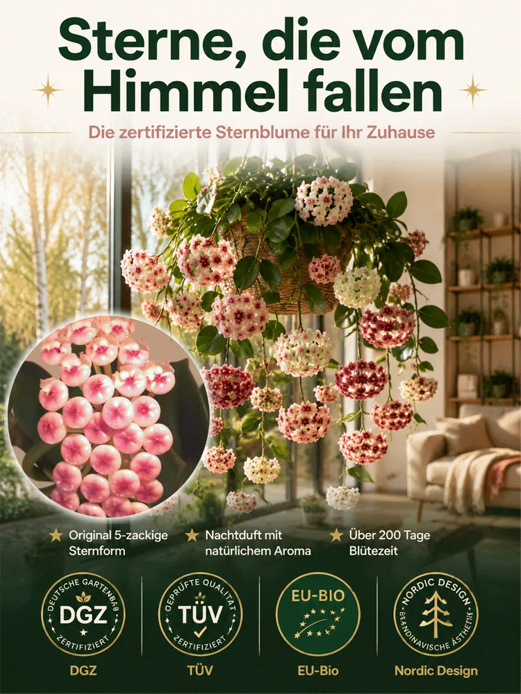✨Hoya-Zwiebeln-GANZJÄHRIG BLÜHEND EINMAL PFLANZEN, FÜR IMMER GENIESSEN