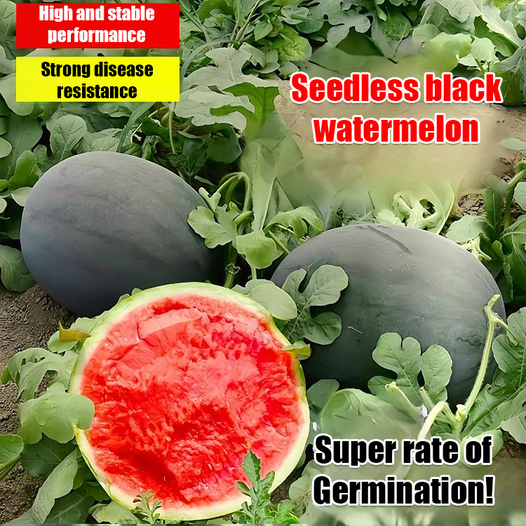 [Sweeter than honey] Black-skinned seedless watermelon high-yield seeds