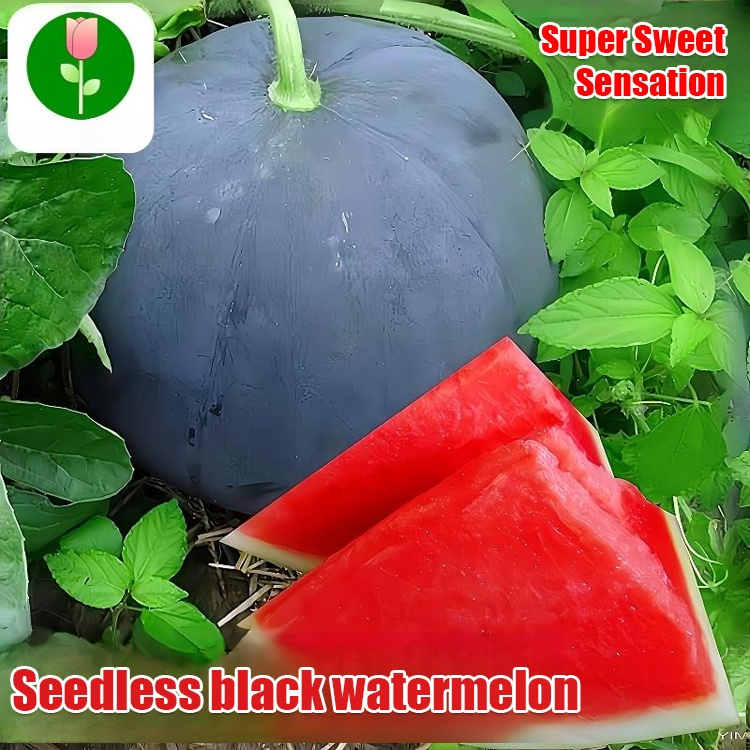 [Sweeter than honey] Black-skinned seedless watermelon high-yield seeds