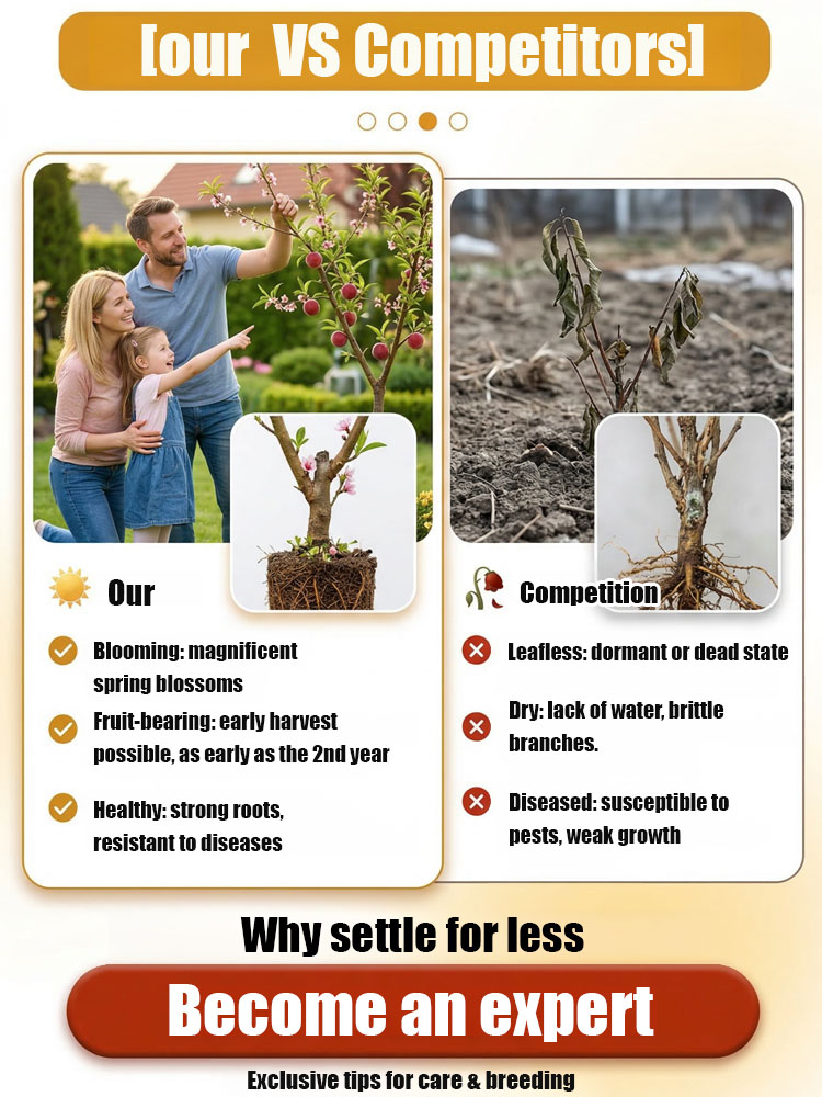 Premium Red Flesh Blood Peach Tree – Hardy Dwarf Sapling