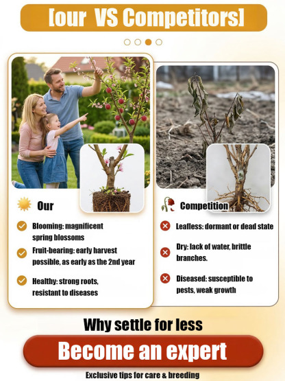 Premium Red Flesh Blood Peach Tree – Hardy Dwarf Sapling