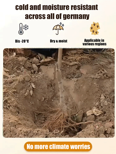 Premium Red Flesh Blood Peach Tree – Hardy Dwarf Sapling