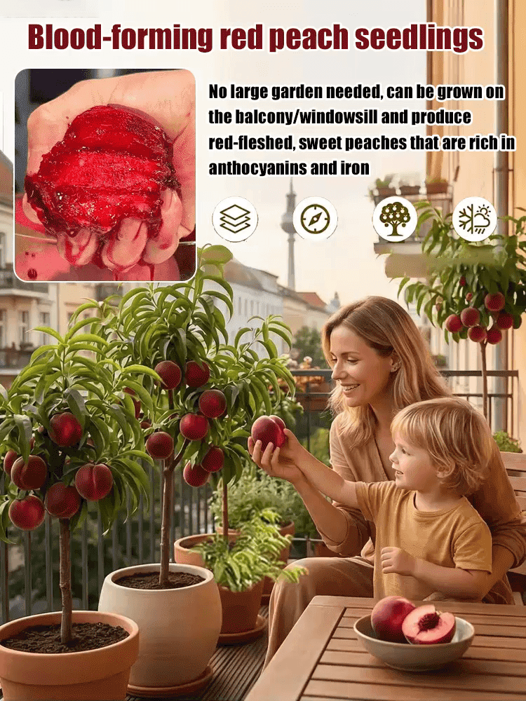 Premium Red Flesh Blood Peach Tree – Hardy Dwarf Sapling