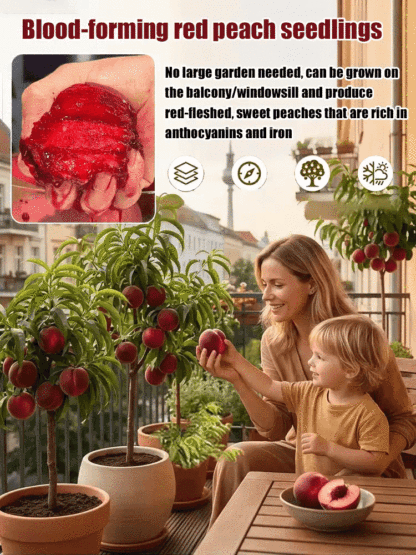 Premium Red Flesh Blood Peach Tree – Hardy Dwarf Sapling