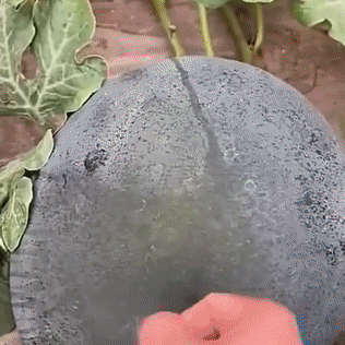 [Sweeter than honey] Black-skinned seedless watermelon high-yield seeds