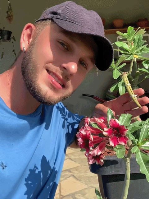 Desert Rose Live Plant | Luxurious Blooms, Fragrant, Easy to Grow for Home & Garden