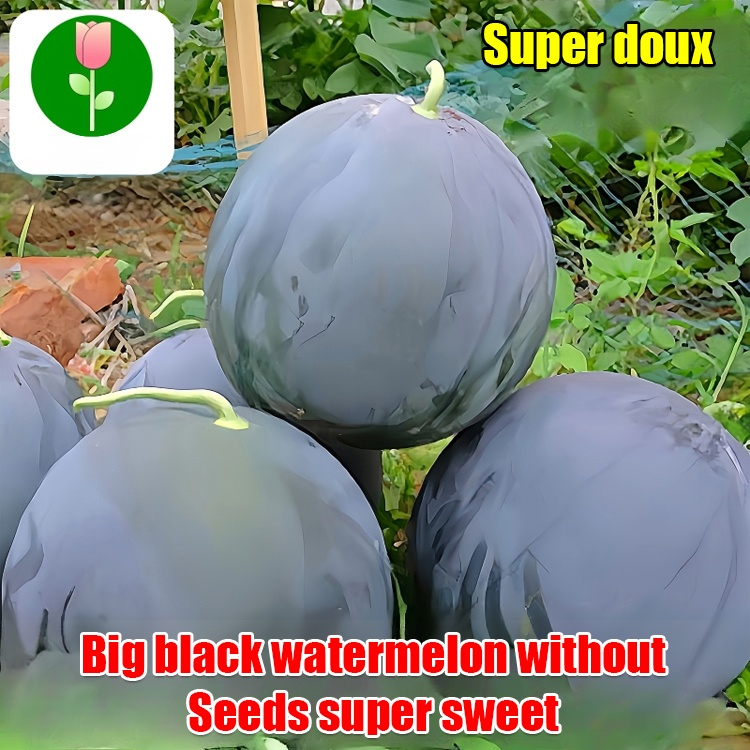 [Sweeter than honey] Black-skinned seedless watermelon high-yield seeds