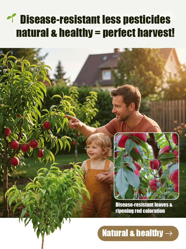 Premium Red Flesh Blood Peach Tree – Hardy Dwarf Sapling