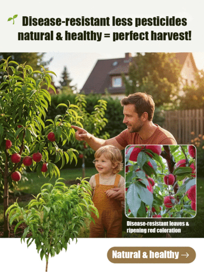 Premium Red Flesh Blood Peach Tree – Hardy Dwarf Sapling