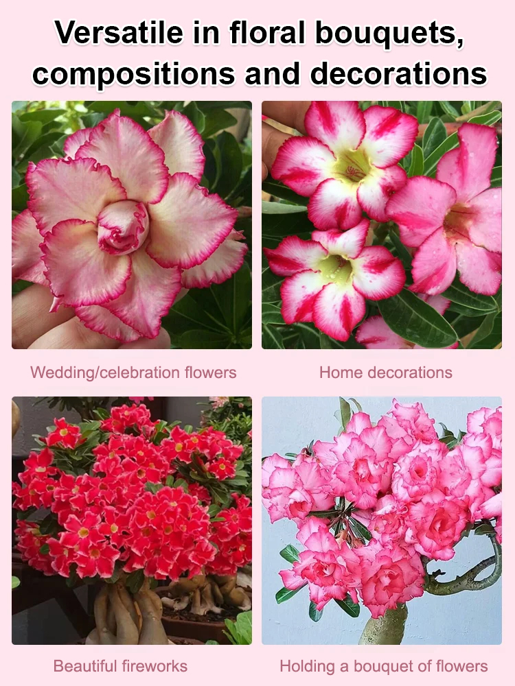 Desert Rose Live Plant | Luxurious Blooms, Fragrant, Easy to Grow for Home & Garden