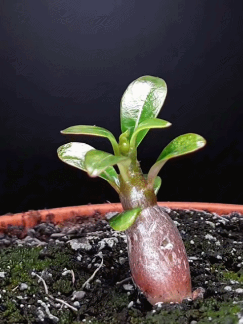 Desert Rose Live Plant | Luxurious Blooms, Fragrant, Easy to Grow for Home & Garden