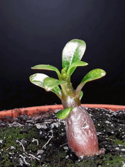 Desert Rose Live Plant | Luxurious Blooms, Fragrant, Easy to Grow for Home & Garden