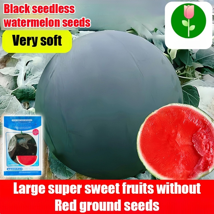 [Sweeter than honey] Black-skinned seedless watermelon high-yield seeds