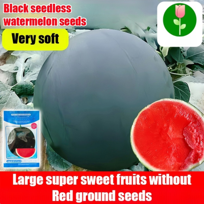 [Sweeter than honey] Black-skinned seedless watermelon high-yield seeds