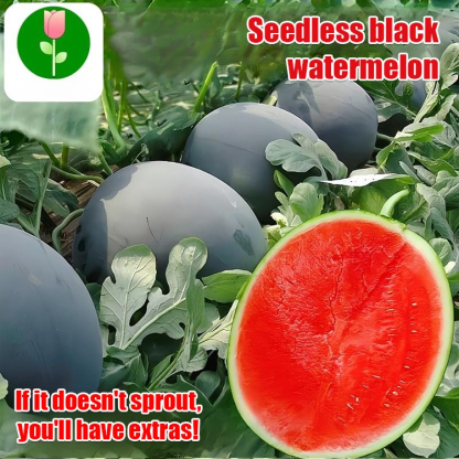 [Sweeter than honey] Black-skinned seedless watermelon high-yield seeds