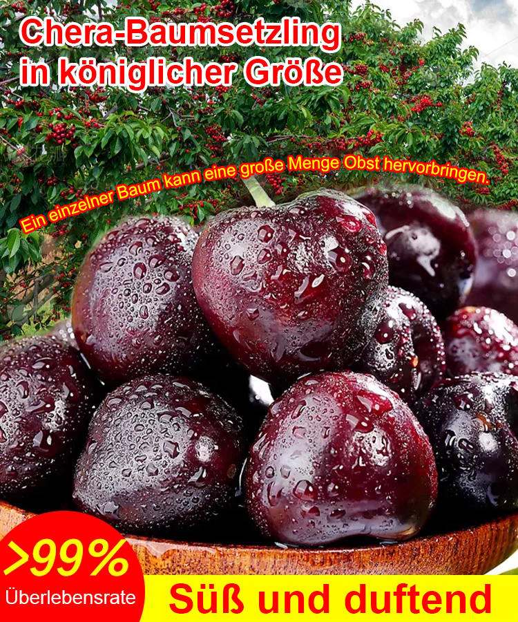 🌳【Pflanze ihn im Garten – für immer gratis Premium-Kirschen!】
