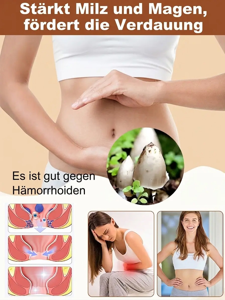 Der authentische Termitomyces-Pilzstamm