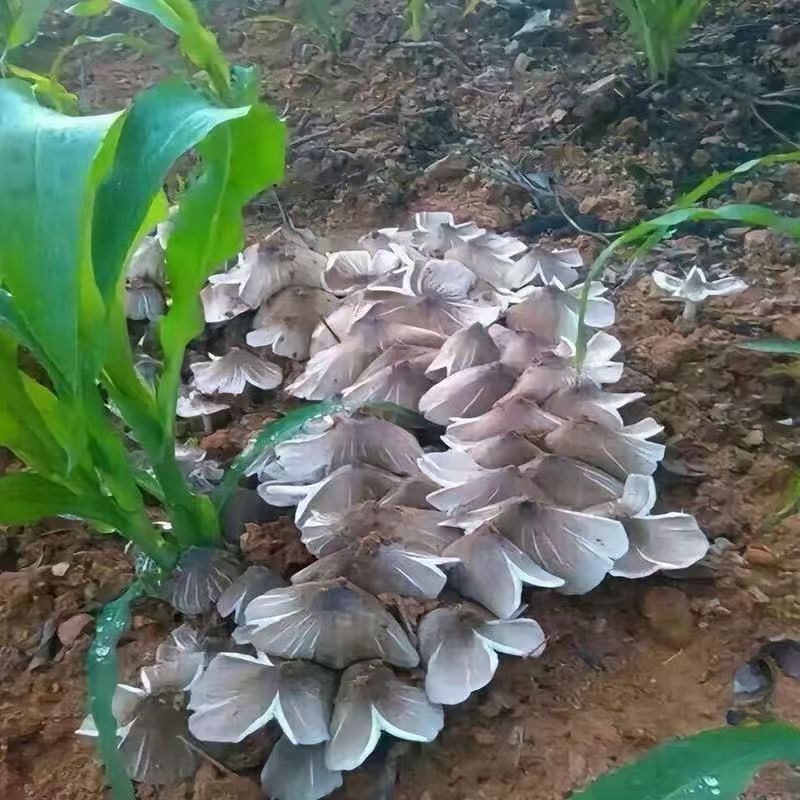 Der authentische Termitomyces-Pilzstamm