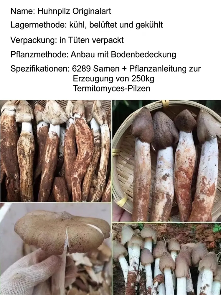 Der authentische Termitomyces-Pilzstamm
