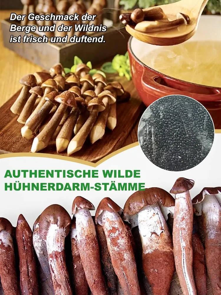 Der authentische Termitomyces-Pilzstamm