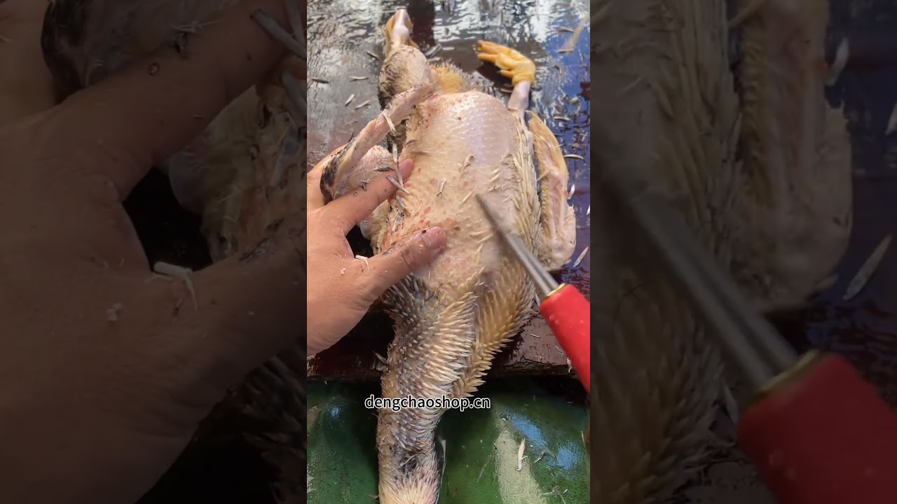 Professional Electric Poultry Plucker - 600W/800W Handheld Automatic Chicken Duck Goose Defeathering Machine - Cordless, IPX Waterproof, Food-Grade Stainless Steel