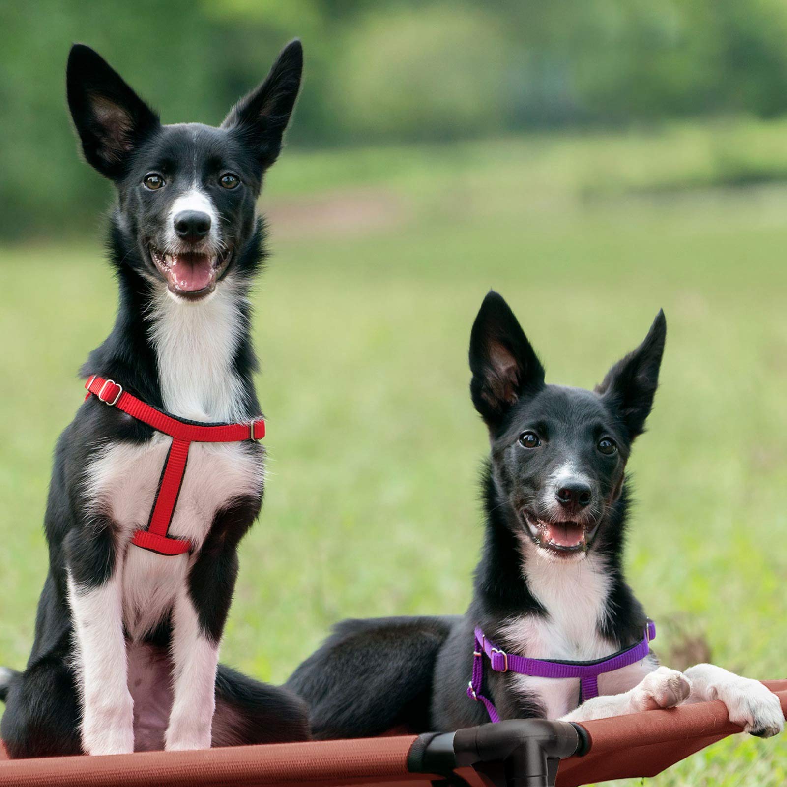Cooling Elevated Dog Bed — Portable Pet Bed