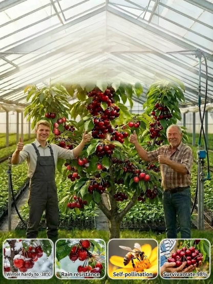 Short-stemmed cherry seedlings